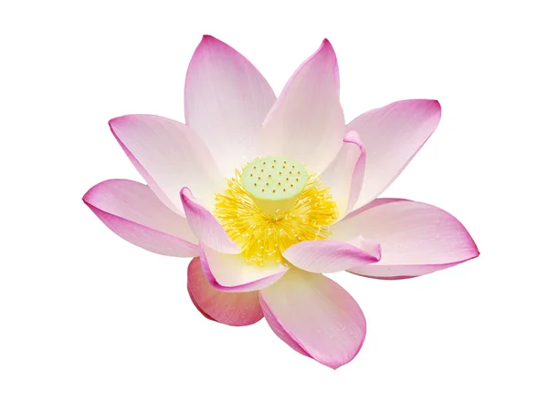 Lotusblüte — Stockfoto