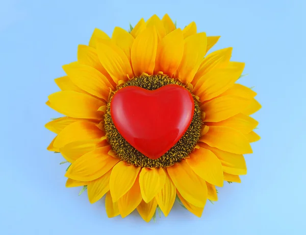 Słonecznik z czerwonym sercem — Zdjęcie stockowe