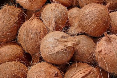 Coconuts clipart