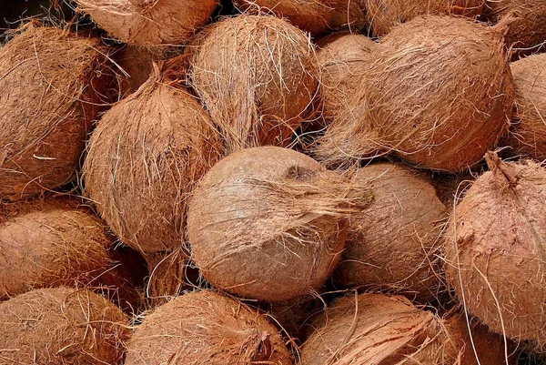 stock image Coconuts