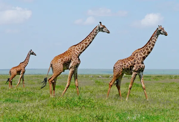 Três girafas em Savannah Imagens De Bancos De Imagens Sem Royalties