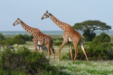 Two giraffes in african savannah clipart