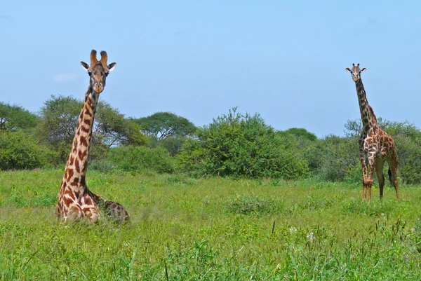 Два жирафа в африканской саванне — стоковое фото