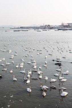 birçok kuğular gölde