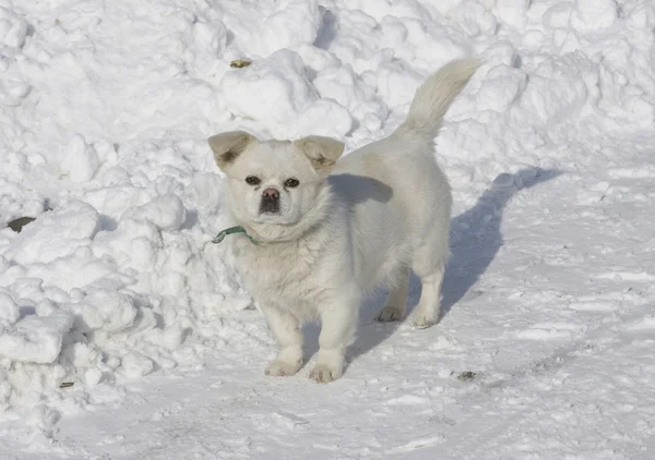 kar kış alanında köpek ayakta