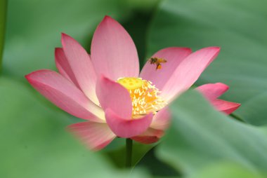 A blooming lotus flower and a bee clipart