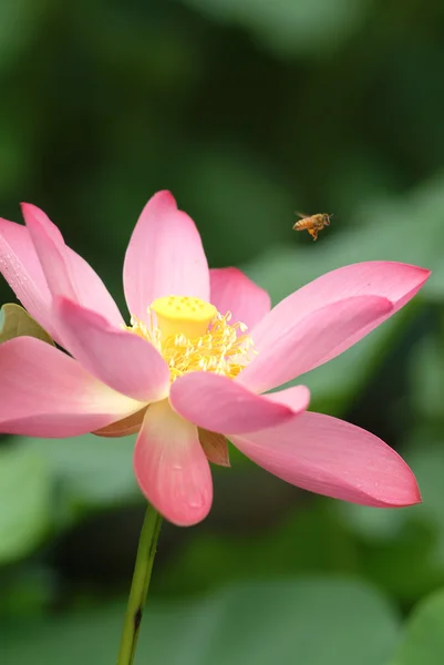 A blooming lotus flower and a bee — Stock Photo, Image