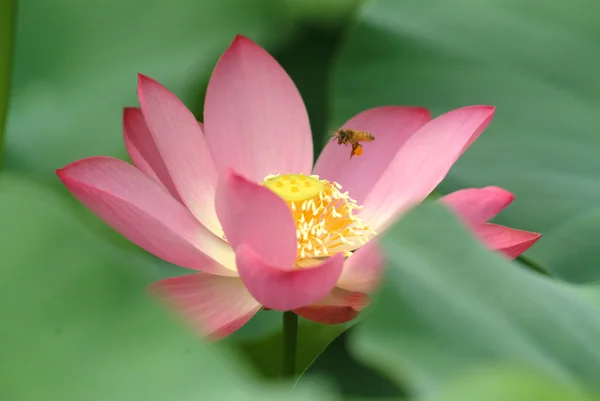 A blooming lotus flower and a bee — Stock Photo, Image