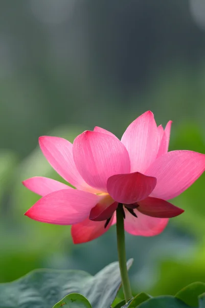 En blommande lotusblomma Stockbild