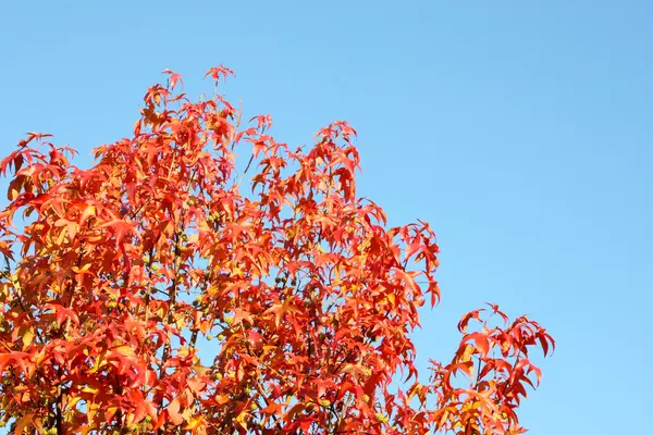 Kolory jesieni — Zdjęcie stockowe