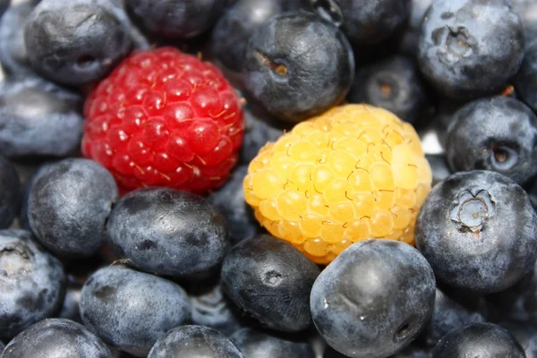 Blueberries with colored berries — Stock Photo, Image