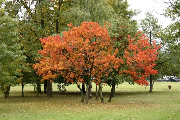 Kleuren van de herfst in park — Stockfoto