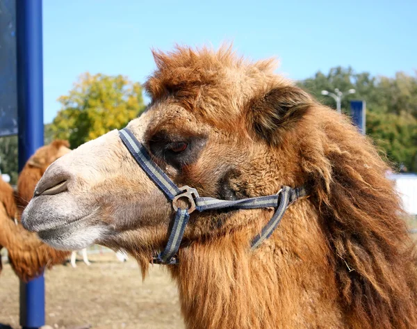 stock image Head of camel