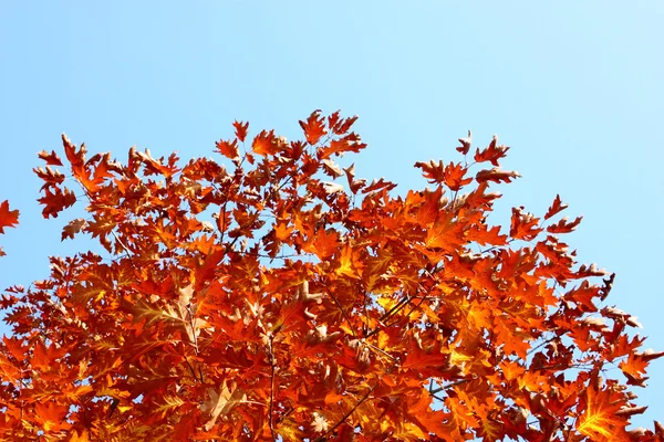 Podzimní barvy — Stock fotografie