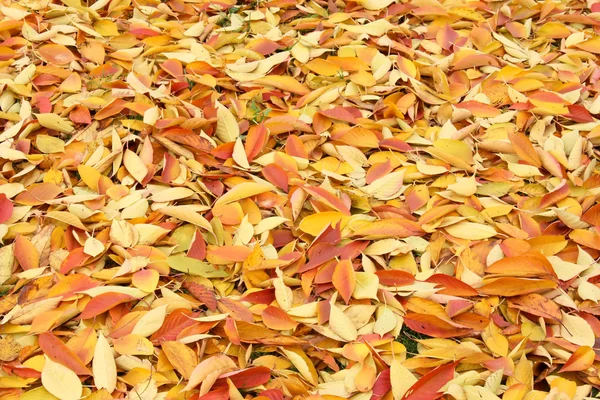 stock image Autumn leaves