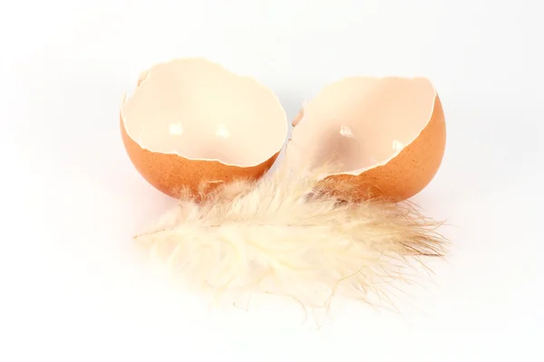 Яйце оболонки — стокове фото