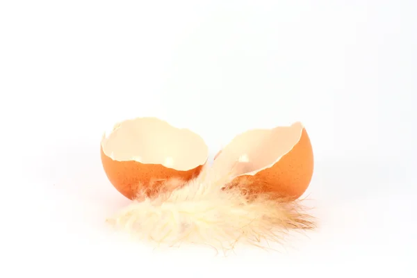 달걀 껍질 — 스톡 사진