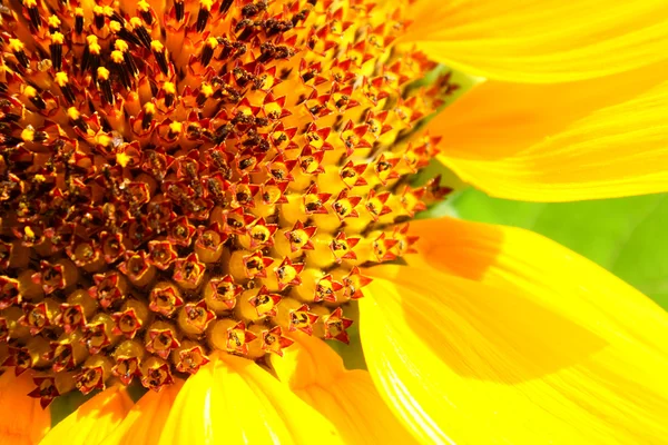 Große Sonnenblume — Stockfoto