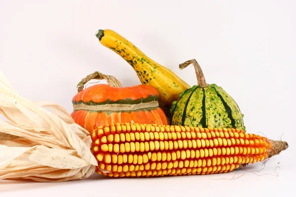 Цветные тыквы с кукурузой — стоковое фото
