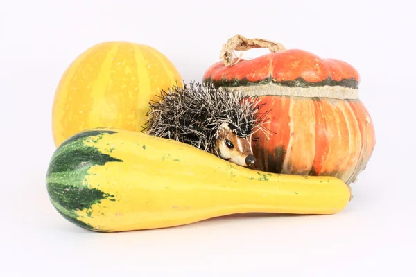 Gourds and hedgehog — Stock Photo, Image