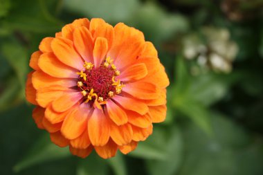 Zinnia flower orange clipart