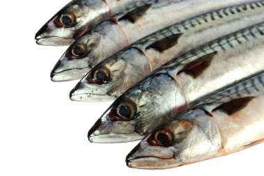 Mackerels