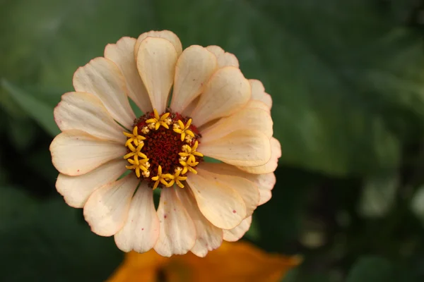 Zinnia fleur beige — Photo