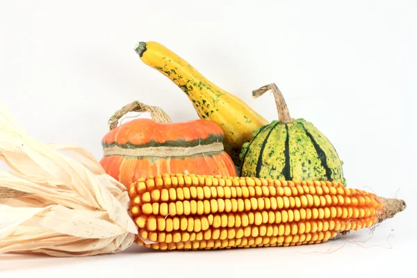 Цветные тыквы с кукурузой — стоковое фото
