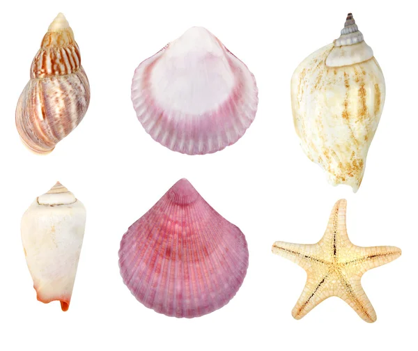 stock image Collection of seashells