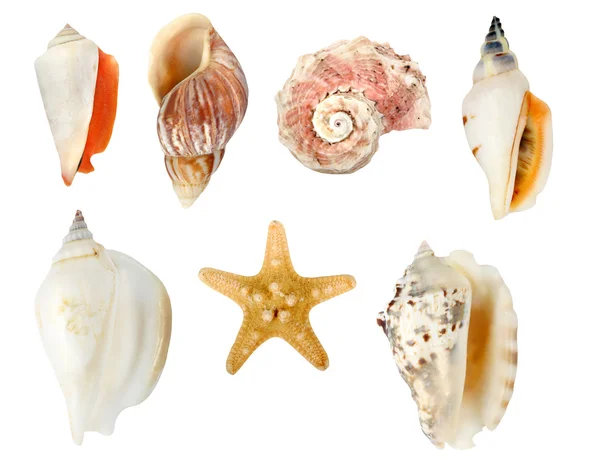 stock image Collection of seashells