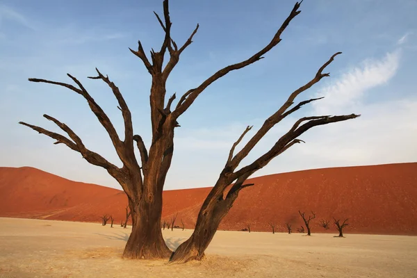 Namib desert — Stock Photo, Image