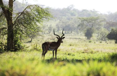 Antelope in park clipart