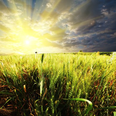 Field on sunset clipart