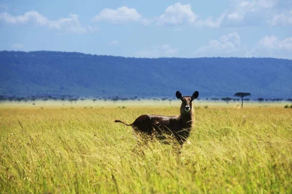 Antelope in savanna — Stock Photo, Image