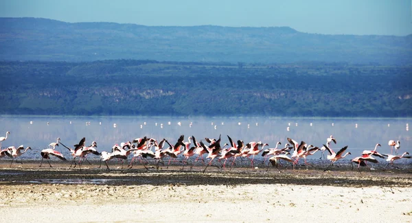 Stock image Flamingo