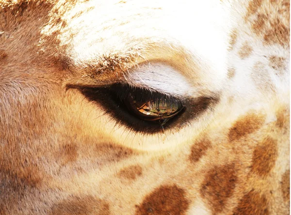 Occhio di giraffa — Foto Stock