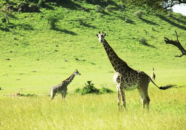 Girafe — 스톡 사진