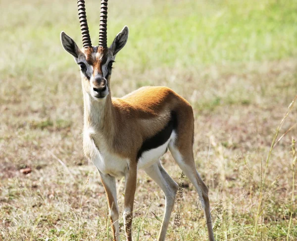 Springbok — Fotografia de Stock
