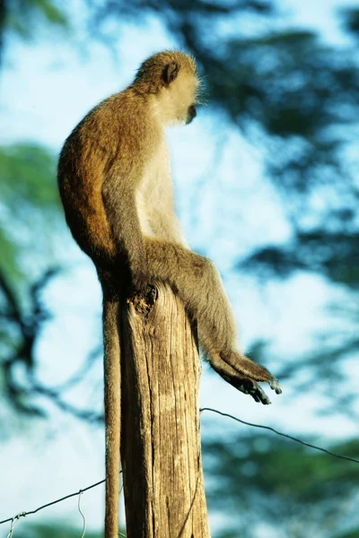 Maimuță așezat — Fotografie, imagine de stoc