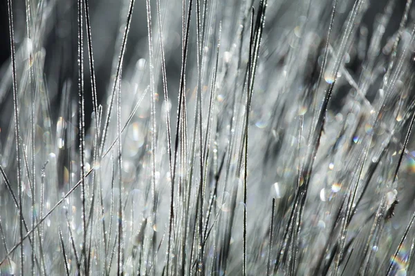 Drops in grass — Stock Photo, Image