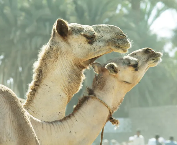 Καμήλες — Φωτογραφία Αρχείου