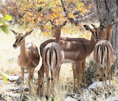 Antelope clipart