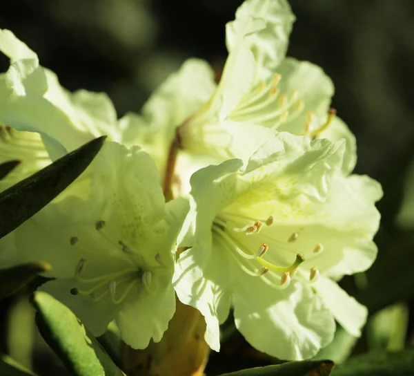 stock image Flower