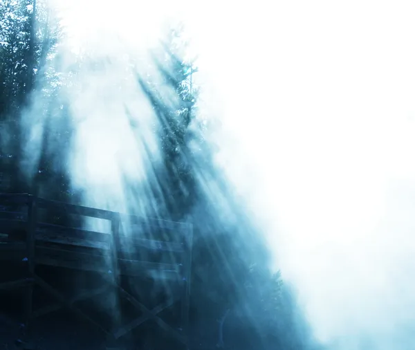 Nevoeiro na floresta — Fotografia de Stock