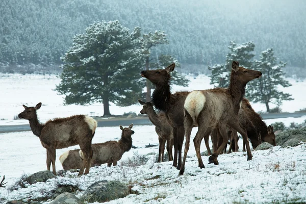 Rocky mountains — Stock Photo, Image