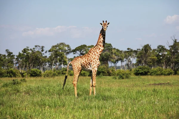 Girafe в траві — стокове фото
