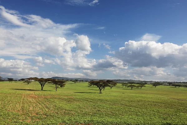 Afrikaanse landschappen — Stockfoto