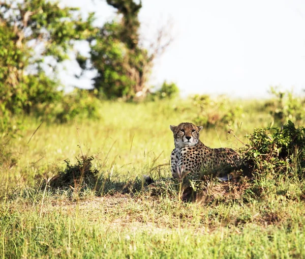 Gepard — Stok fotoğraf