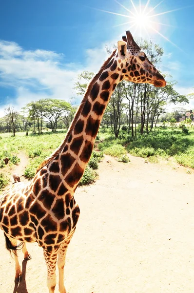 Girafe — Zdjęcie stockowe