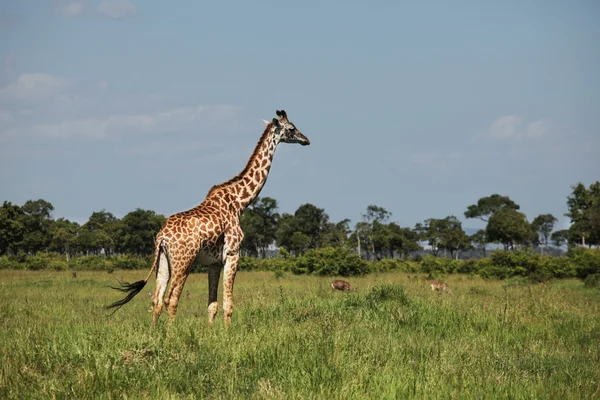 Girafe — Φωτογραφία Αρχείου